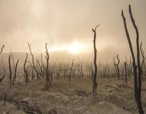 Área com árvores queimadas gerando a desertificação