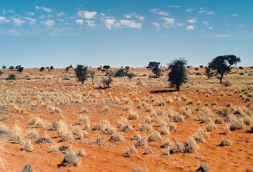 Deserto do Kalahari na Nab&iacute;bia com pouca vegeta&ccedil;&atilde;o