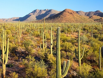 Paisagem do deserto de Sonora no estado do Arizona, EUA