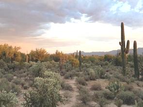 Paisagem do deserto de Sonora no estado do Arizona, EUA