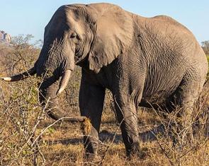 Foto de um elefante africano adulto
