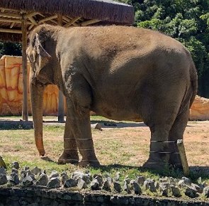 Foto de um elefante grande e marrom num zoológico