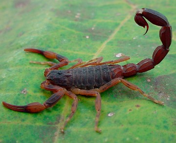 Escorpi&atilde;o-marrom