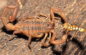 Foto de um escorpião comendo um inseto