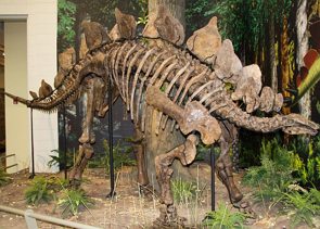 Esqueleto de um Estegossauro
