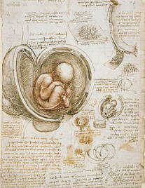 Estudo de embriões de Leonardo da Vinci