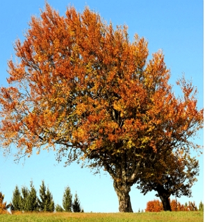 Foto de uma árvore com folhas amareladas e avermelhadas