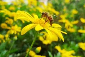Flor amarela com uma abelha pousada