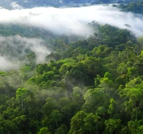 Foto aérea de uma floresta com muitas árvores verdes e umidade no ar