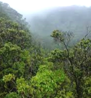 Floresta Tropical no Havaí, com árvores altas e neblina de umidade