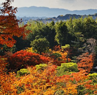 Foto de uma regi&atilde;o de florestas no Jap&atilde;o durante o Outono.