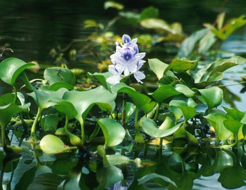 Foto da planta aqu&aacute;tica aguap&eacute;