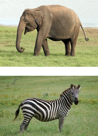 Foto de um elefante e uma zebra