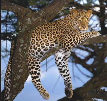 Foto de um leopardo adulto na mata