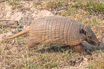 Foto de um tatupeba na Caatinga brasileira