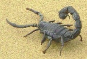 Foto de um escorpião de cor escura na areia