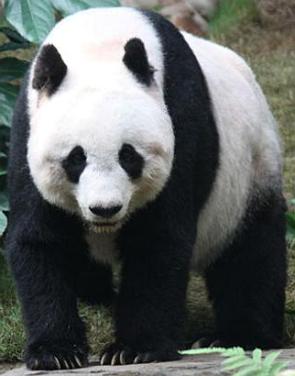 Foto de um urso panda