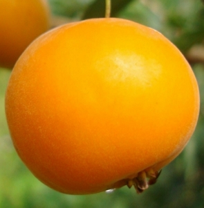 Foto de uma cambucá, fruta redonda e amarela