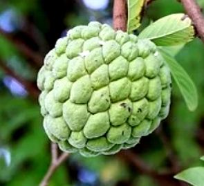 Foto de uma fruta do conde verde