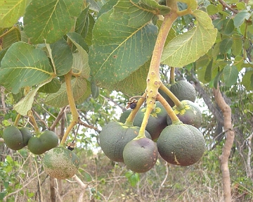 Foto mostrando frutos de pequi de um pequizeiro