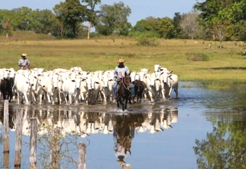 Foto do gado sendo deslocado na &eacute;poca das cheias no Pantanal