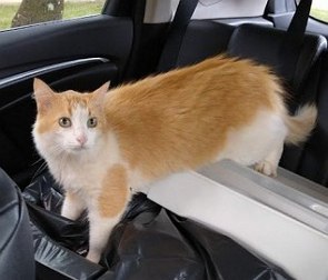 Foto de um gato amarelo e branco dentro de um carro