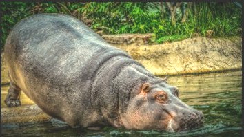 Foto de um hipopótamo entrando em um rio