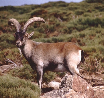 &Iacute;bex-ib&eacute;rico numa regi&atilde;o montanhosa