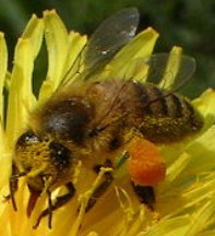 Foto de uma abelha numa flor amarela