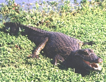 Imagem de um jacar&eacute; do Pantanal do Mato Grosso