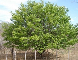 Juazeiro, árvore típica da Caatinga