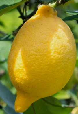 Foto de um limão siciliano