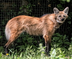 Lobo-guará, animal típico da fauna do cerrado brasileiro