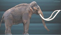 Reprodução de um mamute