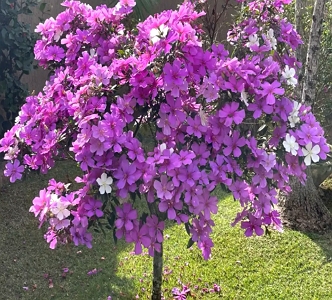 Foto da &aacute;rvore manac&aacute;-da-serra florida com flores roxas e brancas