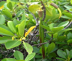 Foto da planta mangue-vermelho