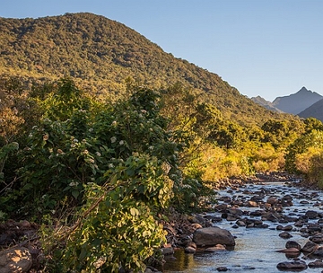 Paisagem da Mata Atl&acirc;ntica