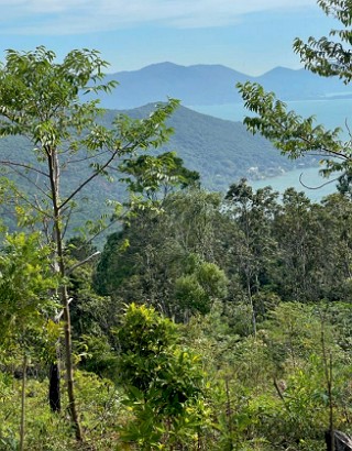 Foto mostrando a vegeta&ccedil;&atilde;o da Mata Atl&acirc;ntica