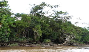Foto da Mata de Várzea nas margens do rio Amazonas