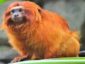 Foto de um mico-leão-dourado