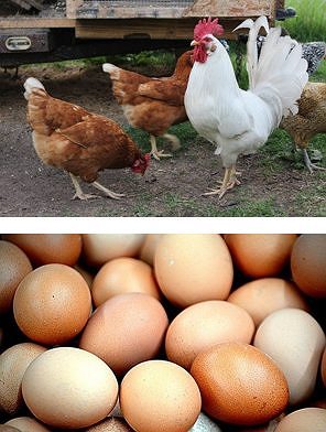 Galo e galinhas na parte de cima e ovos na parte de baixo