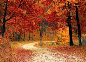 Paisagem de outono com árvores com folhas avermelhadas caidas no chão