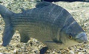 Foto de um peixe Curimbatá