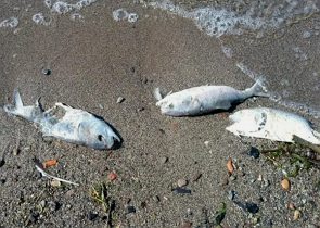 Peixes mortos nas margens de um rio