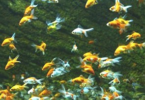 Foto do fundo de um rio ou mar mostrando vários peixes amarelos e também brancos