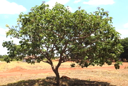 Pequizeiro, árvore típica do cerradão