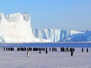 Foto de pinguins imperador na Antártida