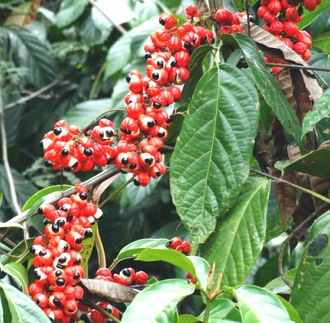 Folhas e frutos do guaran&aacute;