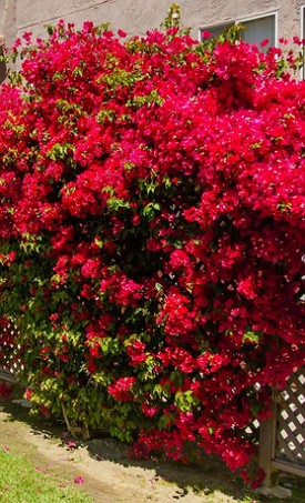 Foto de um arbusto de primavera de cor vermelha