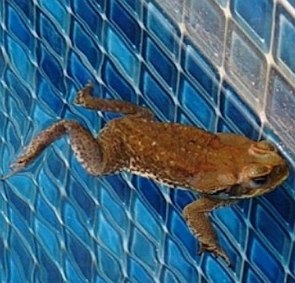 Foto de um sapo marrom dentro de uma piscina